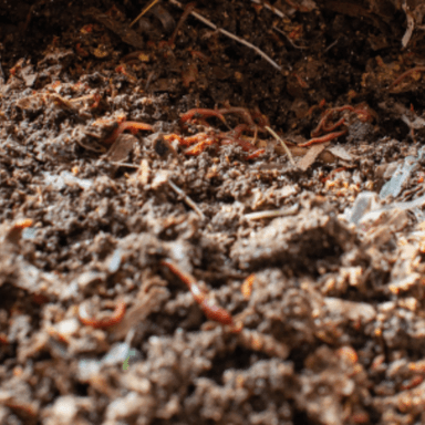 Compost image