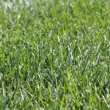 Kentucky Blue Grass Sod image